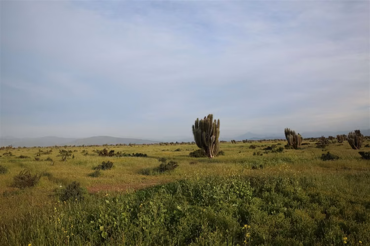 AGRICOLA Ruta-45