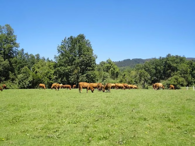 AGRICOLA Fundo Los Arrayanes