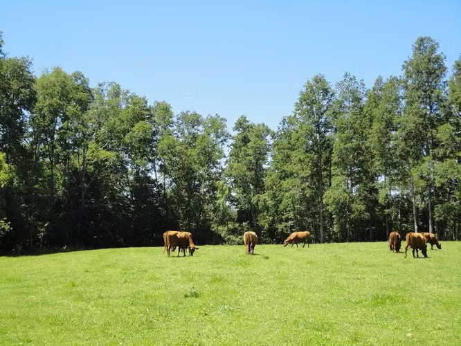AGRICOLA Fundo Los Arrayanes