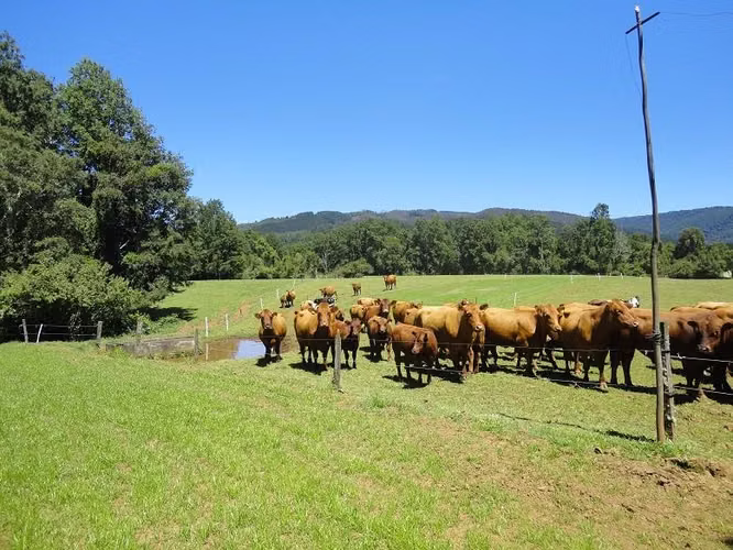AGRICOLA Fundo Los Arrayanes