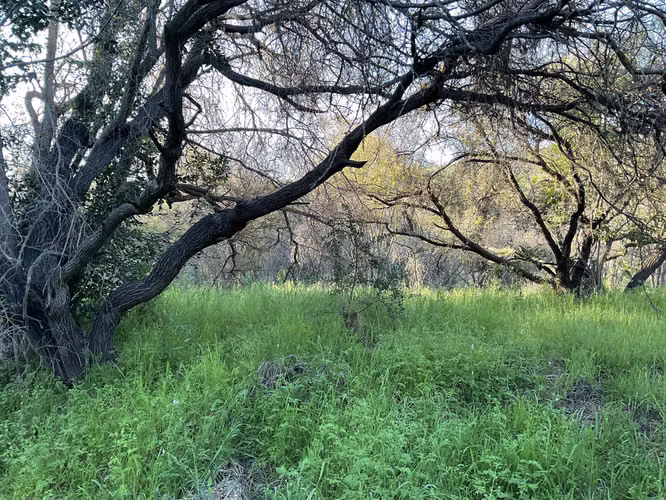 Parcela con hermoso estero, Oasis de La Campana Hijuelas