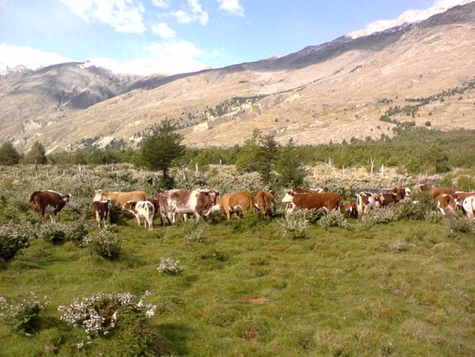 Campo de Hielo Sur (63524)
