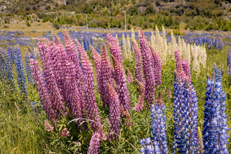 Parcelas en Río Emperador Guillermo, Aysén (64862)