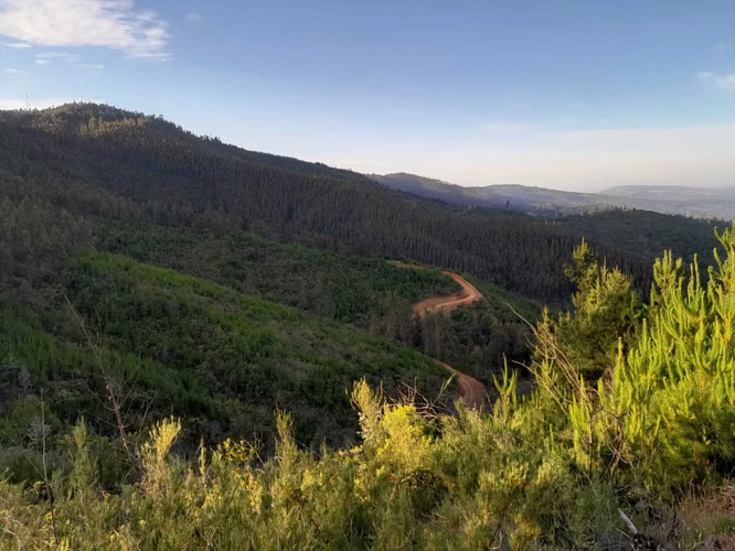 CAMINO REAL  (66486)