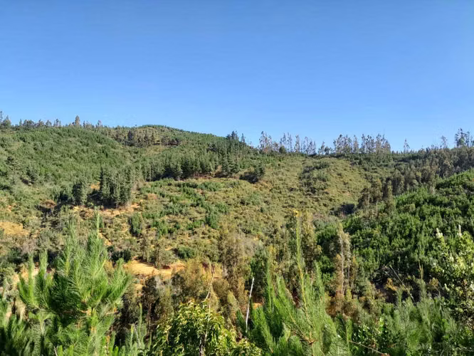 CAMINO REAL  (66486)