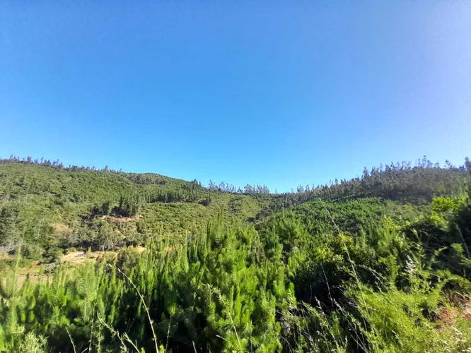 CAMINO REAL  (66486)