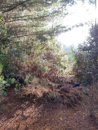 Excelentes terrenos en Unihue - Imagen 3