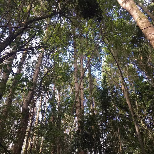 LOTEO DON JAIME / REGIÓN DE LOS LAGOS (67191)
