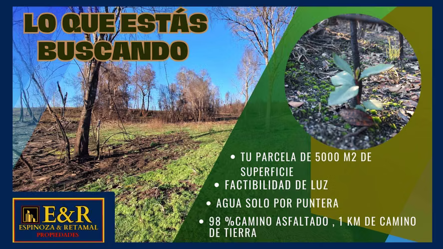 PAECELA COLICO BAJO , SANTA JUANA  (67692)