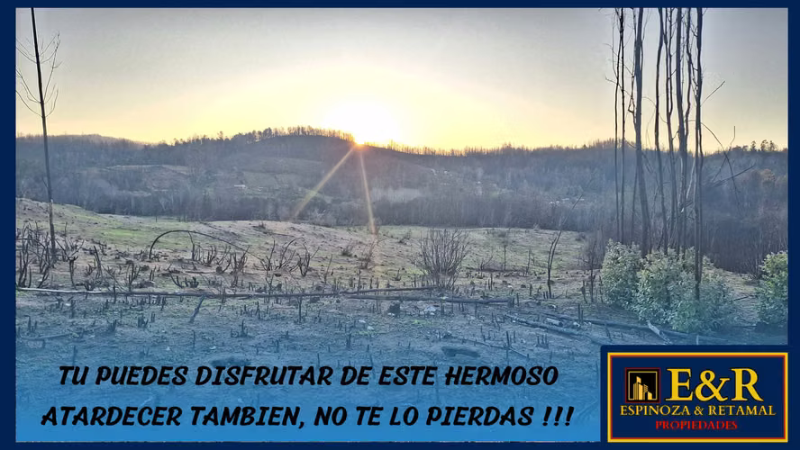 PAECELA COLICO BAJO , SANTA JUANA  (67692)