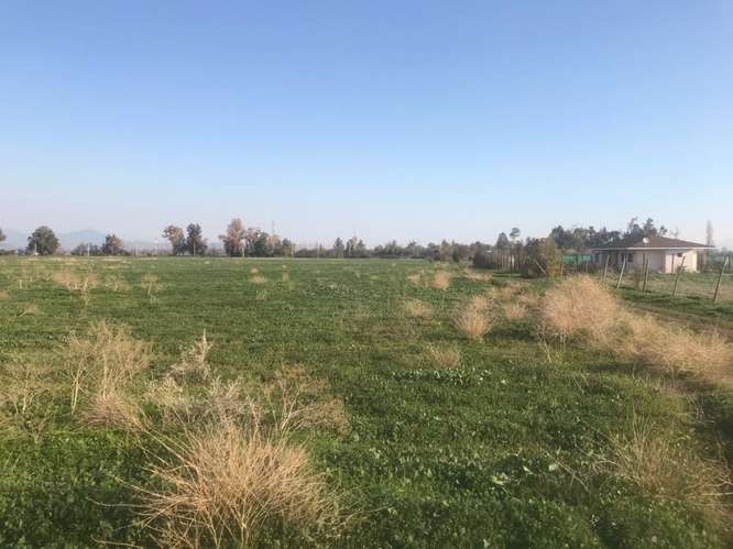 Venta Terreno 60.000 m2 - Colina - Imagen 6