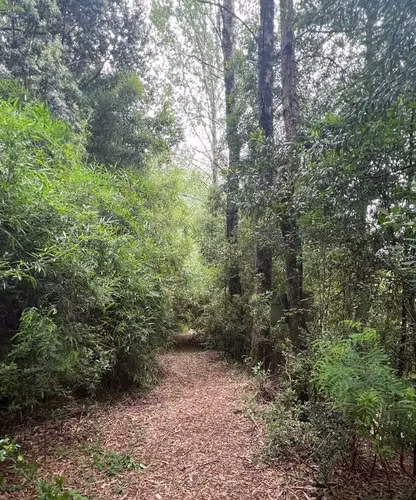 Terreno en Los Lagos / Excelente Inversión (69744) - Imagen 11