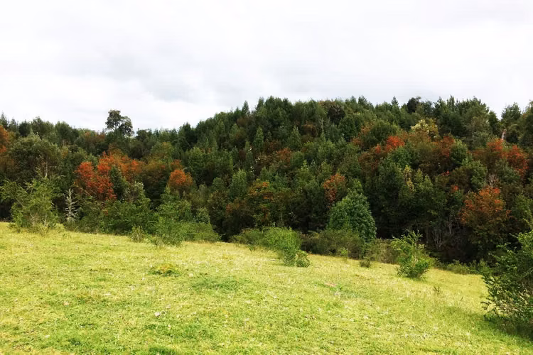 VENTA DE PARCELA en Sector Rural Aguas Buenas - Chiloé