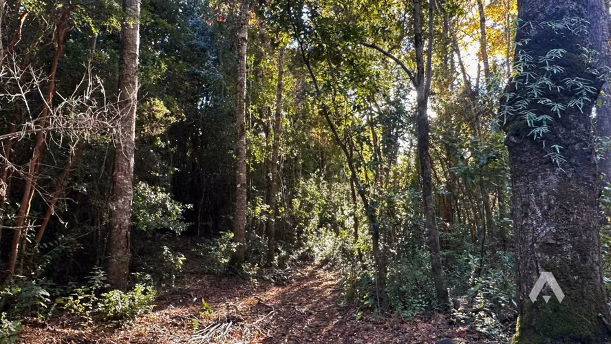 ID:067V Parcela venta a 25 minutos de Pucón (71229) - Imagen 13