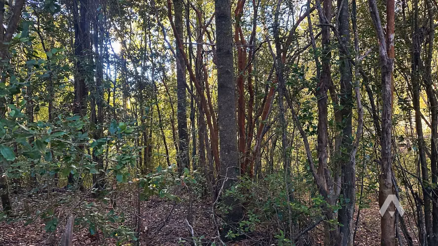 ID:067V Parcela venta a 25 minutos de Pucón (71229) - Imagen 9