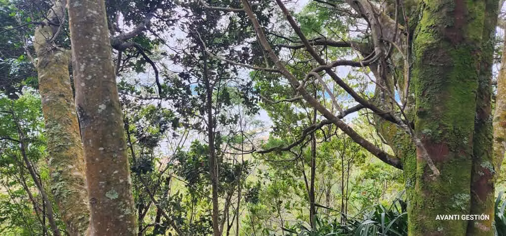 Hermoso campo a metros de la playa  (72113)