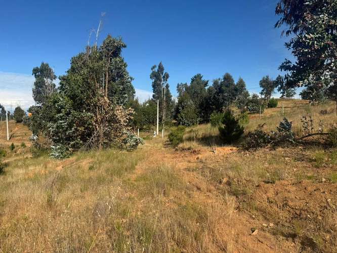 Parcela en Yumbel paso de hondo  (72497)