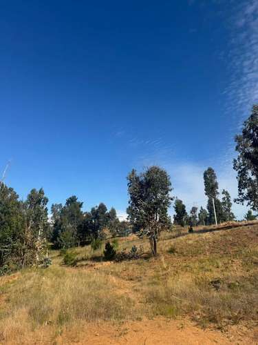 Parcela en Yumbel paso de hondo  (72497)