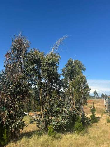 Parcela en Yumbel paso de hondo  (72497)