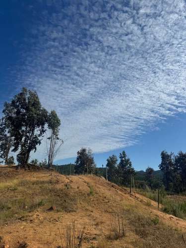 Parcela en Yumbel paso de hondo  (72497)