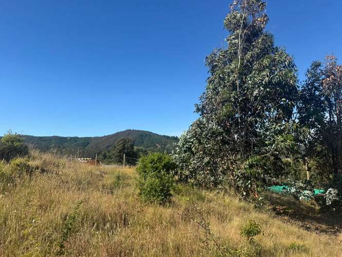 Parcela en Yumbel paso de hondo  (72497)
