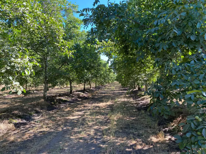 Se Vende Espectacular Campo. Mulchen (73488)
