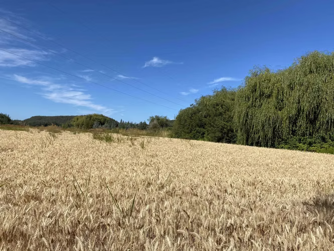 Se Vende Espectacular Campo. Mulchen (73488)