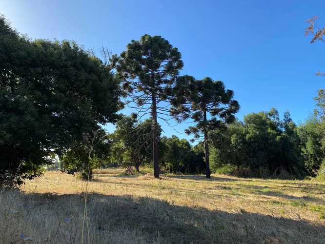 Se Vende Espectacular Campo. Mulchen (73488)
