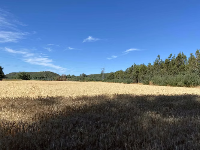 Se Vende Espectacular Campo. Mulchen (73488)