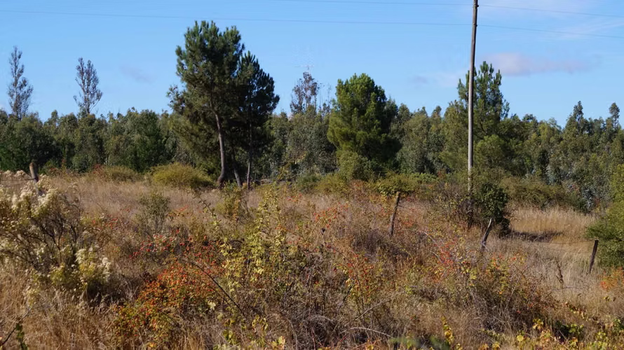 Terreno 5000 m2 con agua y luz Quillón (74927)