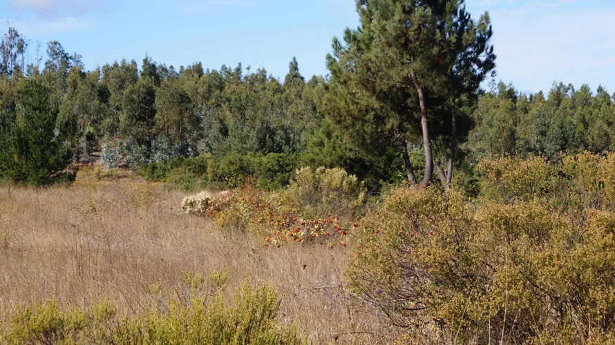 Terreno 5000 m2 con agua y luz Quillón (74927)