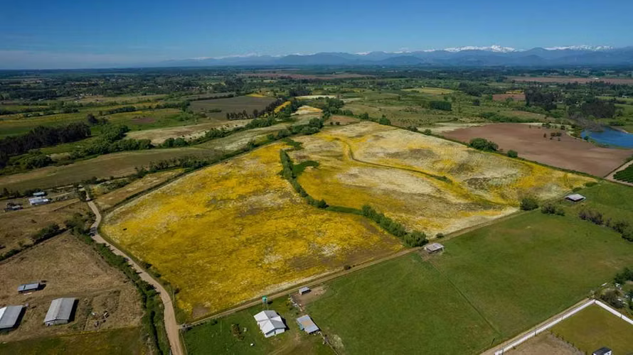 Exito en Venta Parcelas 5000 m2 San Rafael (74723)