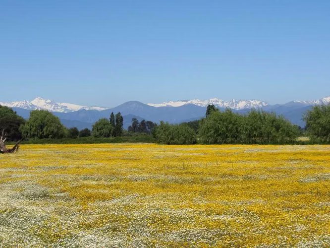 Exito en Venta Parcelas 5000 m2 San Rafael (74723)