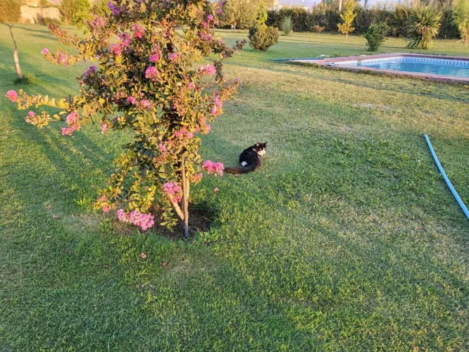 PARCELA EN VENTA - PIRQUE (74599)