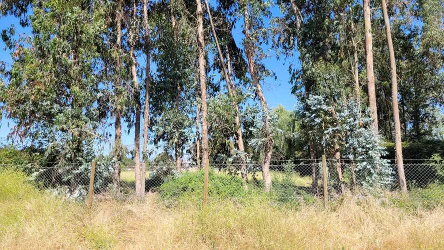 Linares terreno 4.945m2 (73890) - Imagen 13