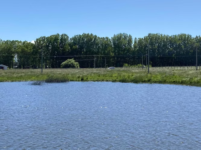 Se Vende en Haras Santa Amelia  (75532)