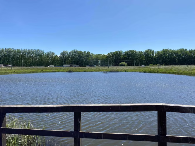 Se Vende en Haras Santa Amelia  (75532)