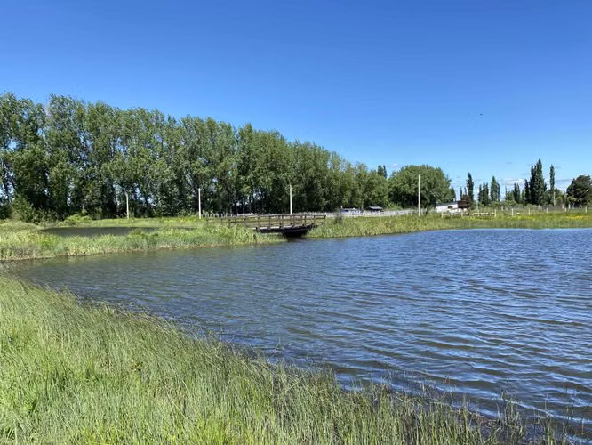 Se Vende en Haras Santa Amelia  (75532)