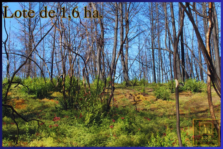 Se venden 2 terrenos  , de 1,6 ha. y 11,56 ha (76010)