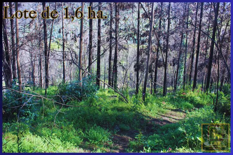 Se venden 2 terrenos  , de 1,6 ha. y 11,56 ha (76010)