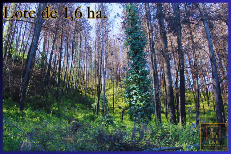 Se venden 2 terrenos  , de 1,6 ha. y 11,56 ha (76010)