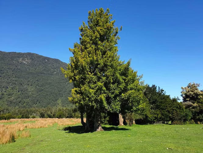 390 há orilla Laguna (75920)