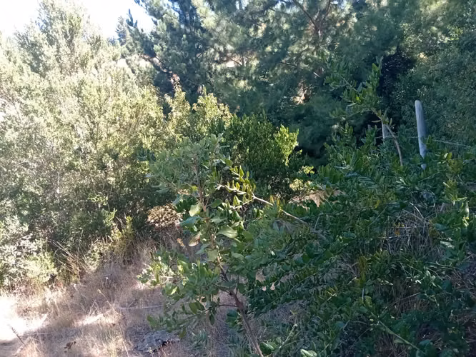 Parcela Sector Huinanco Bellavista 1 Yumbel