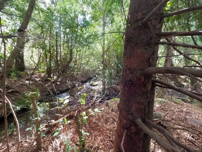 Vende Predio San Fabian, Naturaleza Plena (78894)