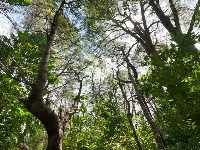 Vende Predio San Fabian, Naturaleza Plena (78894)