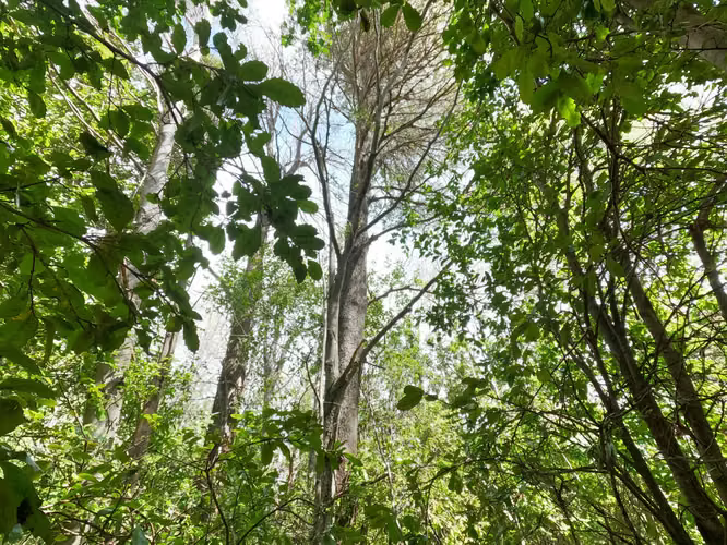 Vende Predio San Fabian, Naturaleza Plena (78894)
