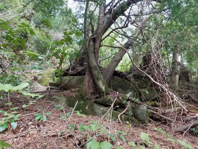 Vende Predio San Fabian, Naturaleza Plena (78894)