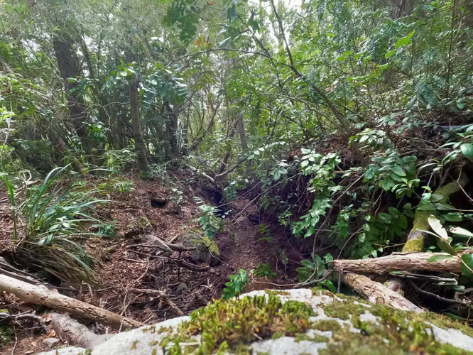 Vende Predio San Fabian, Naturaleza Plena (78894)