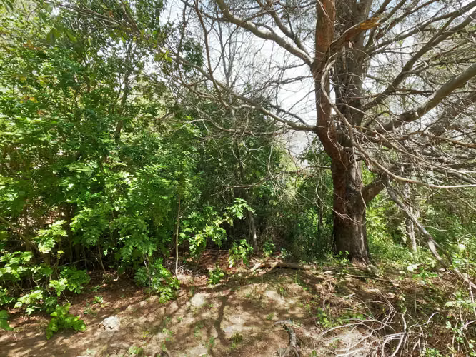 Vende Predio San Fabian, Naturaleza Plena (78894)