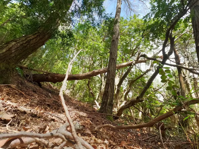 Vende Predio San Fabian, Naturaleza Plena (78894)